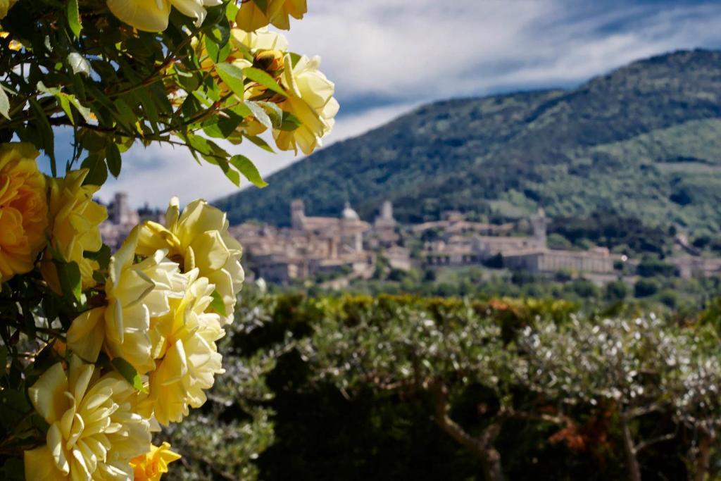 Il Roseto Pensionat Assisi Exteriör bild